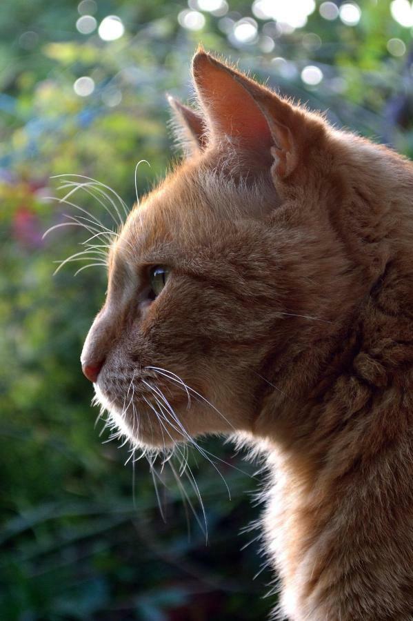 Saint-Pierre-du-Lorouër Le Chaton Rouge מראה חיצוני תמונה